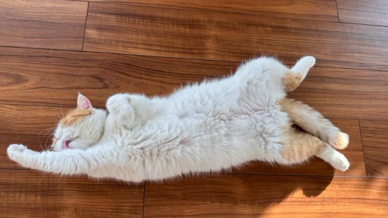 寝転がっている猫