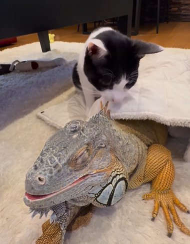 イグアナのタテガミの匂いを嗅ぐ猫