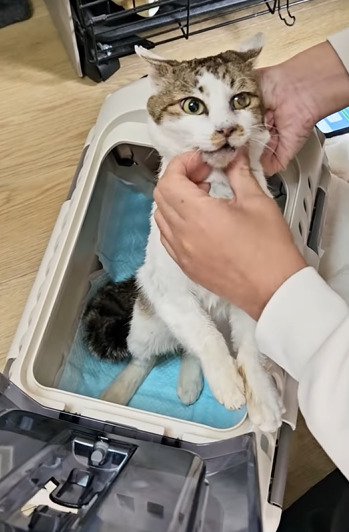 キャリーに入れられる猫