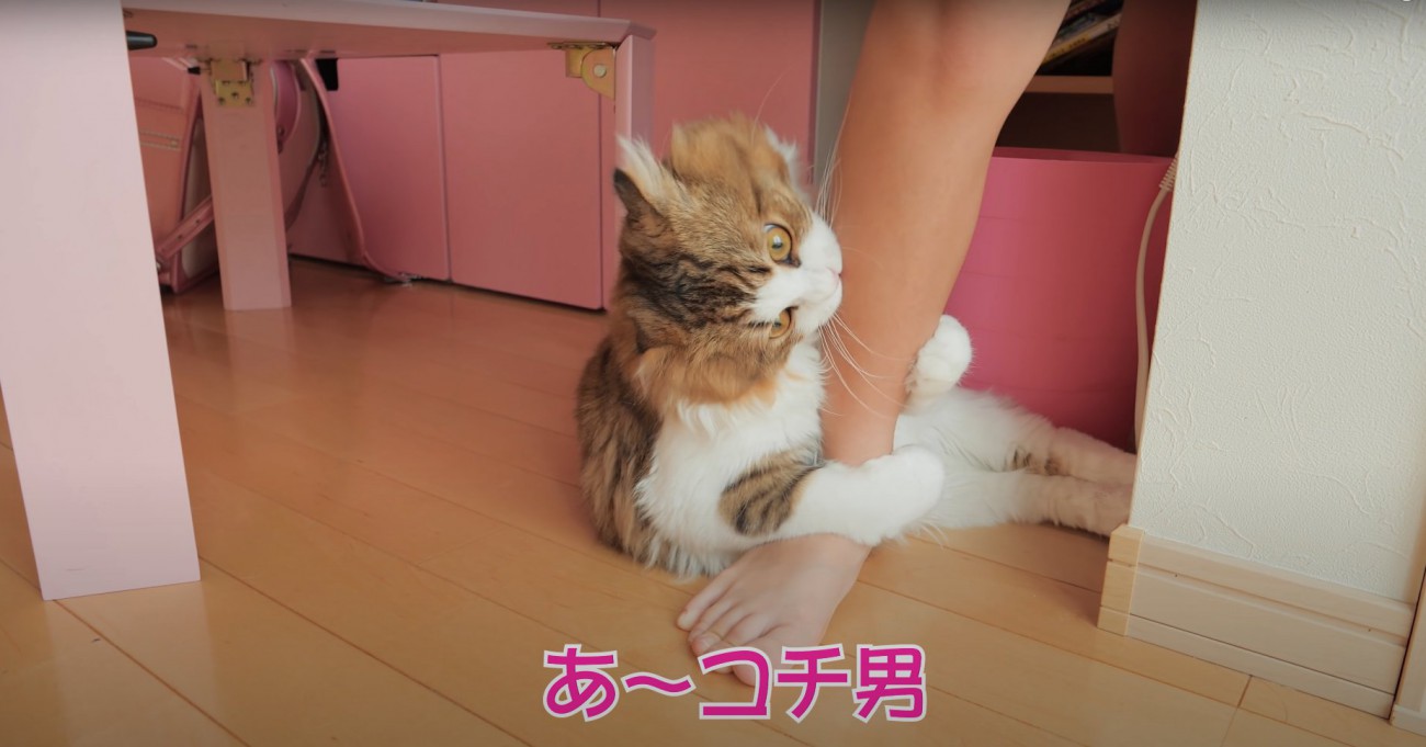 子供の足に噛み付く猫