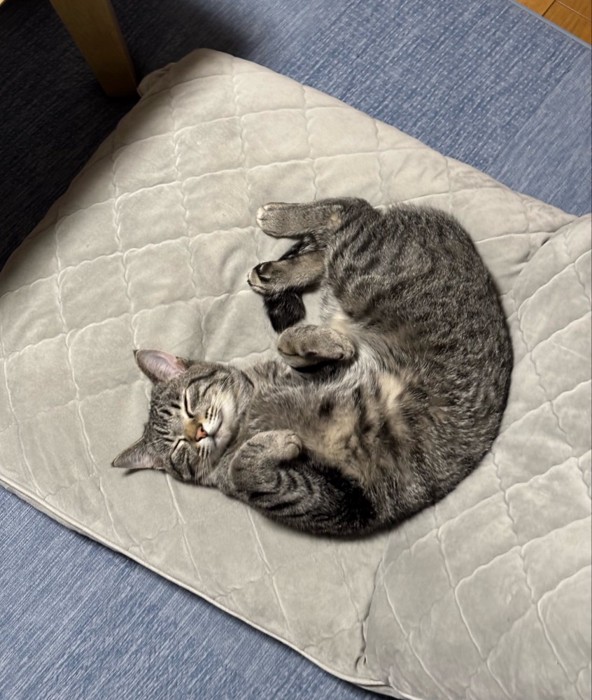 座椅子で寝ている猫