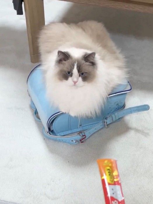 おやつにつられることなくランドセルに乗り続ける猫