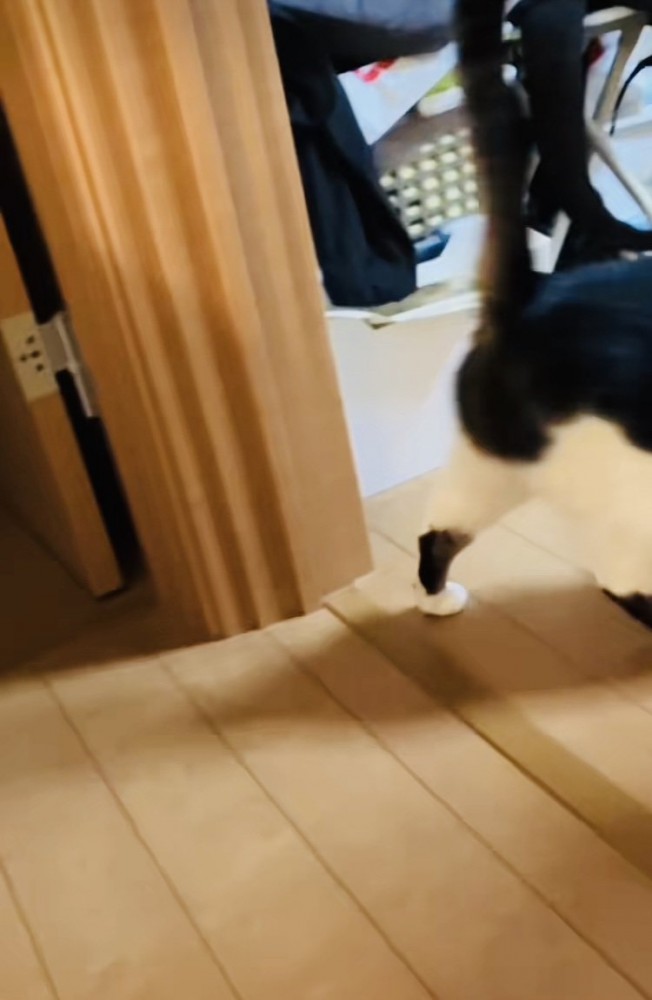 投稿主さんを探す保護猫