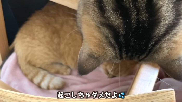 寝ている猫を覗き込む猫の後頭部