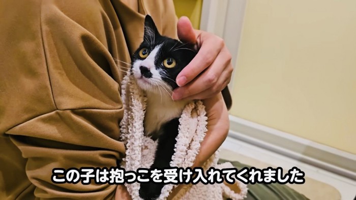 パパさんに抱っこされる子猫