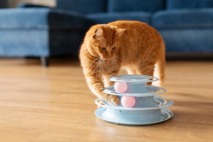 おもちゃで遊ぶ猫