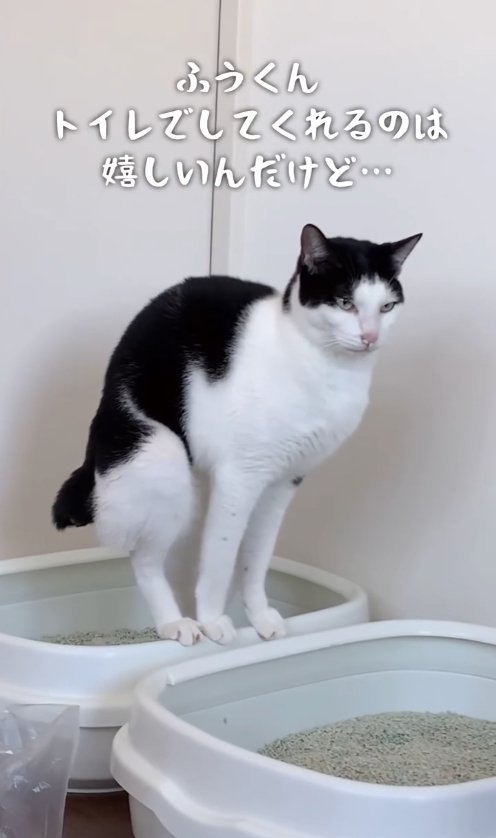 トイレのふちに乗ってきばっている猫