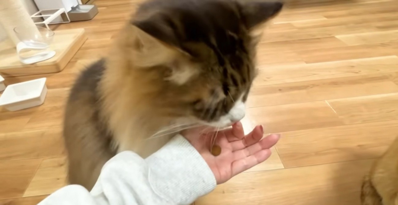 前足を使って餌をゲットしたぽこまるさん