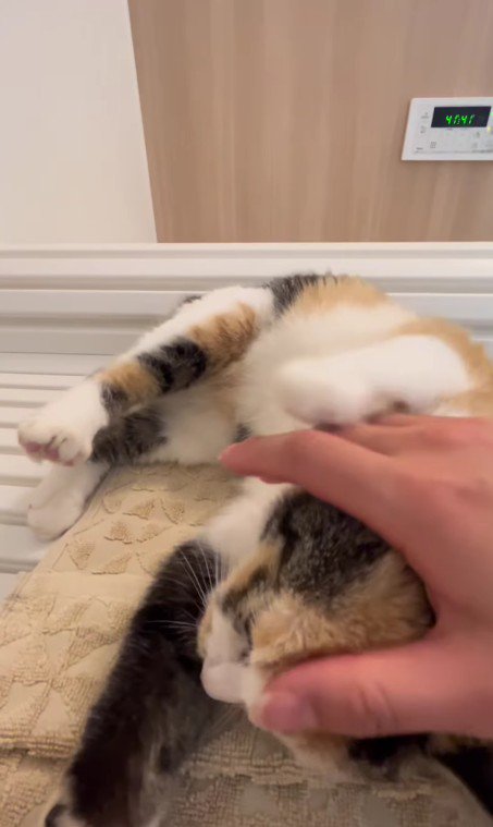 甘えている子猫