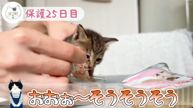 スプーンの上のウェットフードを食べる子猫