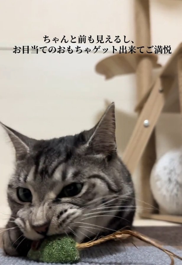 おもちゃを持って行った猫→前が見えなくなって…『可愛すぎる瞬間』