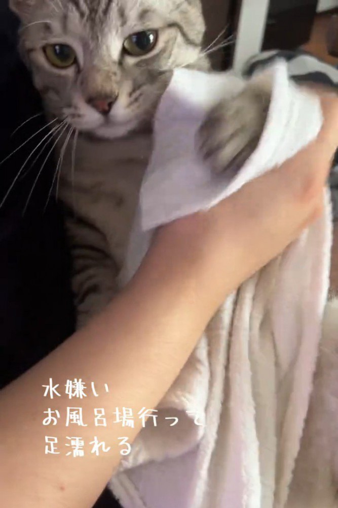 タオルで足を拭かれる猫