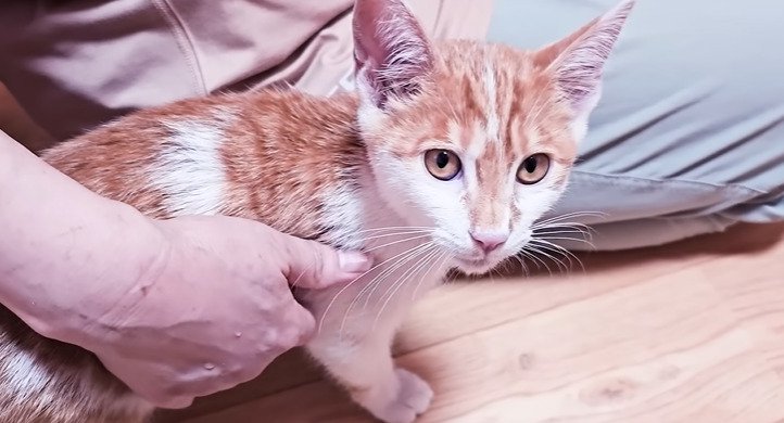 撫でられる子猫