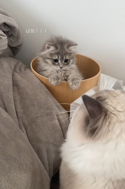 植木鉢から顔をだして驚かせようとする子猫と猫