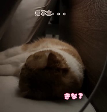 横になって眠る猫(焦る飼い主。。。)