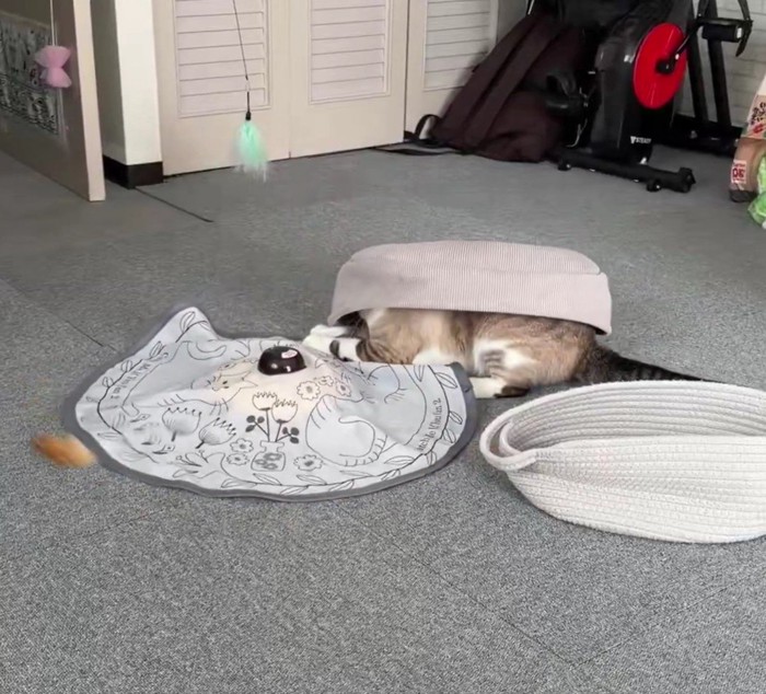 ベッドに収まる猫