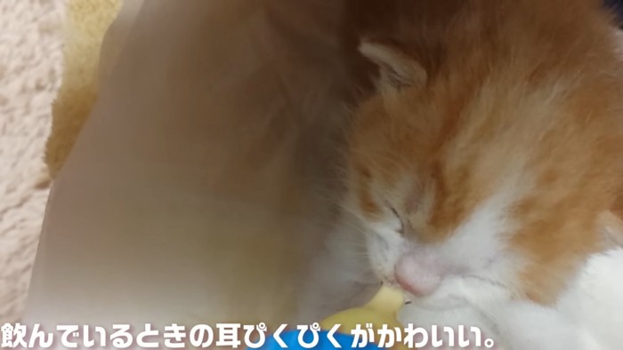 ミルクを飲む子猫