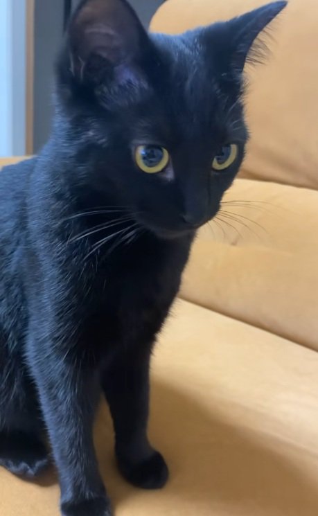 飼い主を見ている黒猫