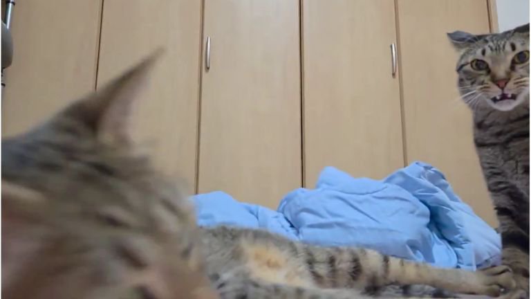 フレーメン反応している猫
