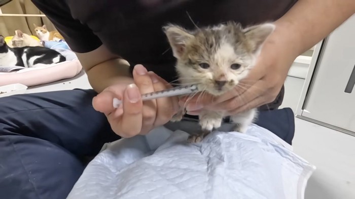 ミルクを飲む子猫