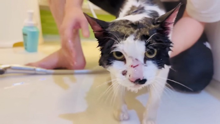 パパにシャワーされる白黒猫