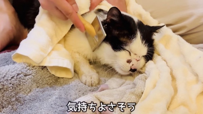 ママにブラッシングされる白黒猫