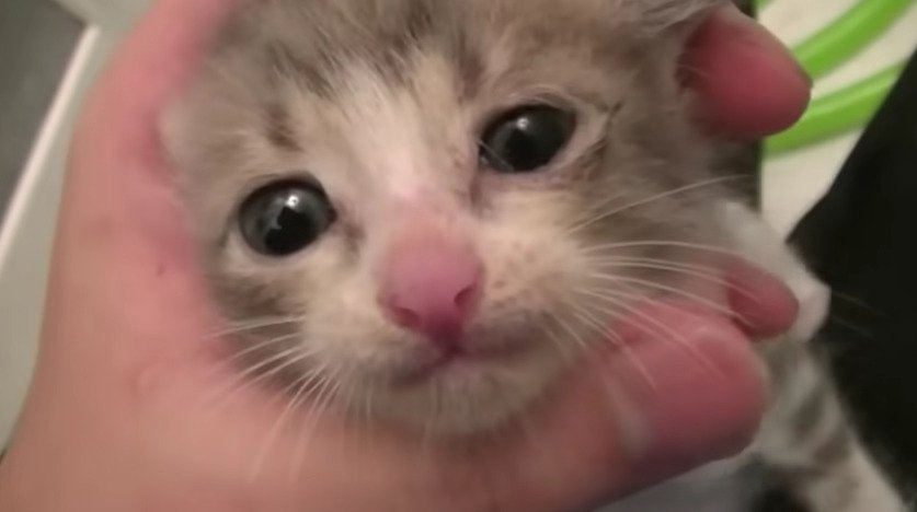 子猫の顔のアップ