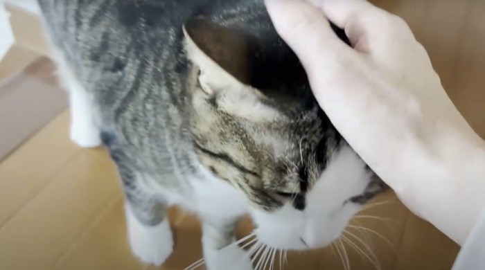 撫でられる猫