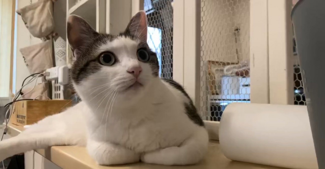 階段を見つめるリボンちゃん