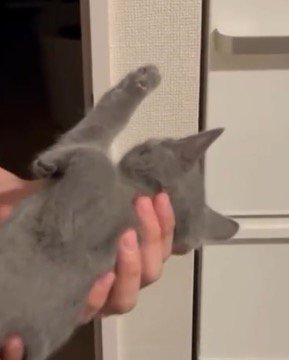 目覚めて動きを止める子猫