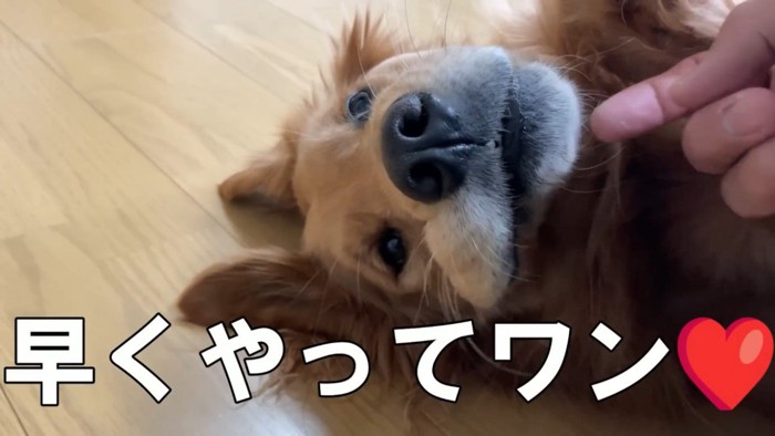 父ちゃんに撫でられるのを待つ犬