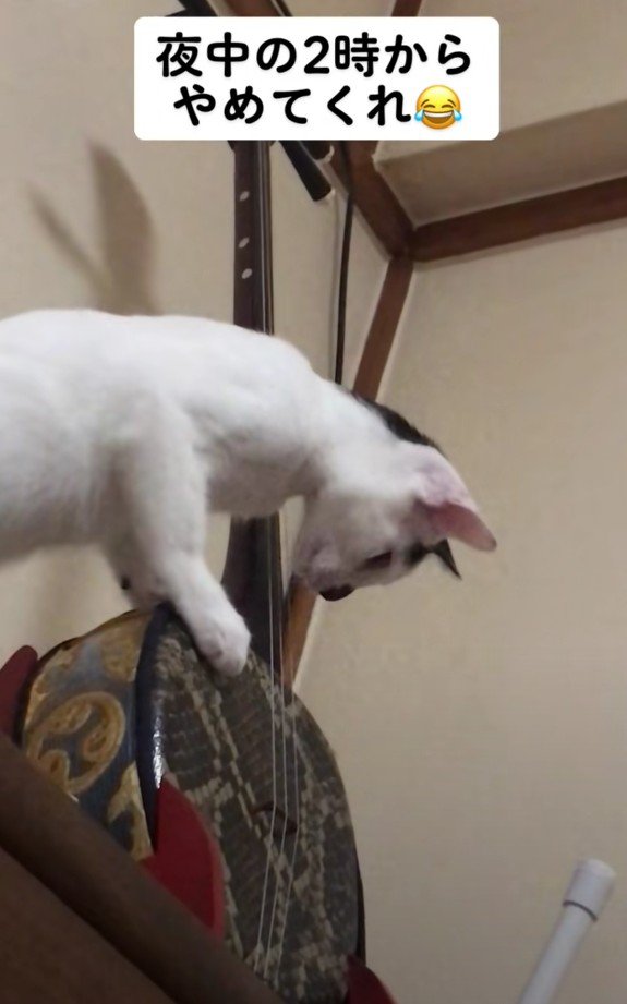 三線を奏でるハリーくん