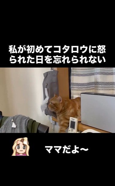 窓辺に寝そべっている猫
