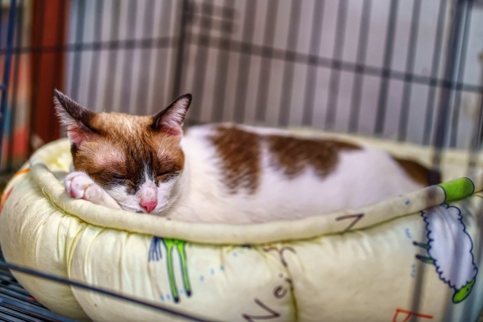 ケージの中で寝る猫