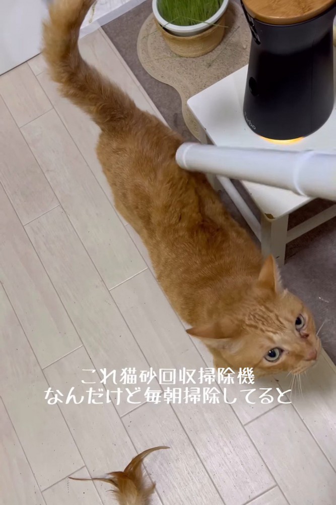 掃除機で背中を吸われる猫
