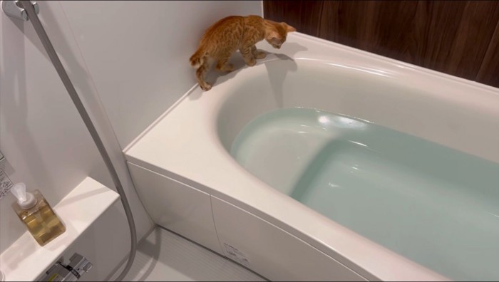 浴槽の水を見つめる猫