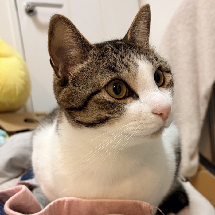 香箱座りで横を向く猫