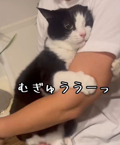 飼い主に抱きつく猫