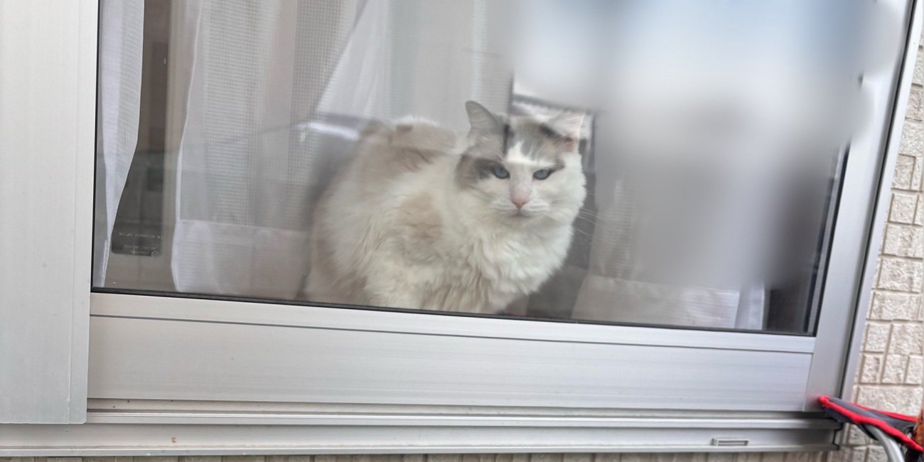 窓の向こうのなつめくん