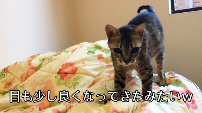 立っている猫