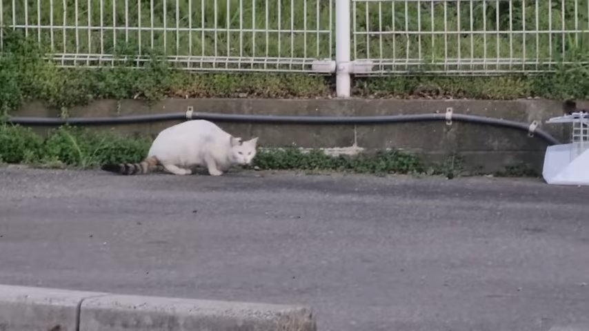 外 警戒する猫