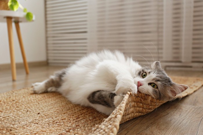 ひとりで遊ぶ猫