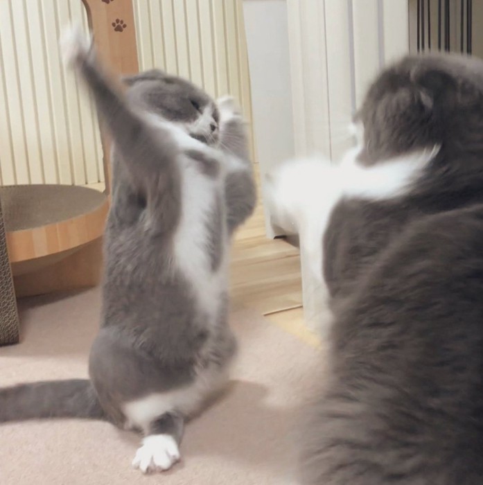 ケンカする2匹の猫
