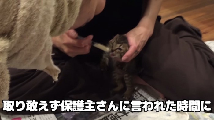 母ちゃんにミルクをもらう子猫