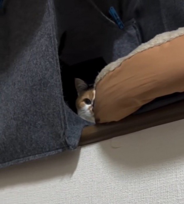 窓際から飼い主の方を見つめる猫