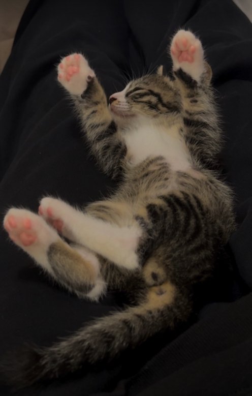 保護主の膝の上でバンザイ寝をする子猫