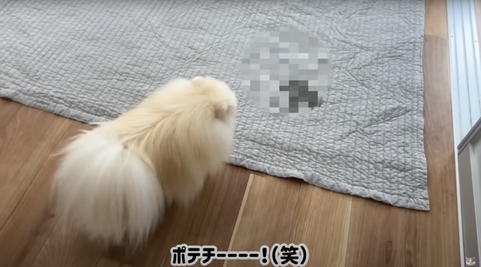 ラグにオシッコを漏らした犬