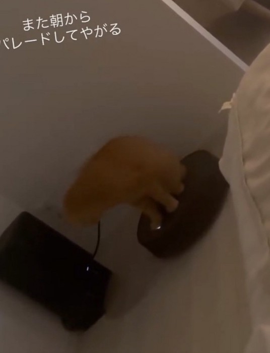 動くロボットに乗る猫