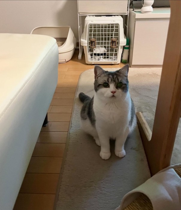 おすわりする成猫