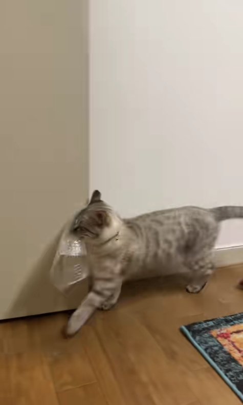 ドアにぶつかっている猫